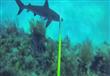 رجل محظوظ ينجو بأعجوبة من هجوم سمكة قرش في جزر كاي