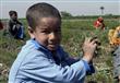 الفاو: 98 مليون طفلا يعملون في قطاع الزراعة على مس