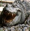 Crocodile-animals-28673223-1600-1200