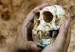 أبوظبي: اكتشاف حفريات لقرد تعود إلى 8 ملايين عاما