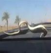 عثور سعودي على ثعبان فوق زجاج سيارته 