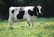 باحثون ألمان: الأبقار تساهم في ظاهرة الاحتباس الحر