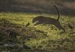 مصور بريطاني يلتقط صور لحيوانات نادرة في أفريقيا 