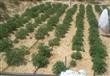 قوات حرس الحدود تدمر 3 أنفاق وتضبط 40 فدان لنبات البانجو بجنوب سيناء ''صور)