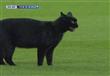 قط أسود يقتحم مباراة برشلونة وإلتشي