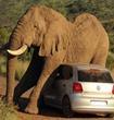 فيل يهاجم سيارة 