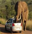 فيل يهاجم سيارة                                                                                                                                       