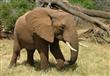 فيل يدهس مؤسس دار رعاية الأفيال المسنين