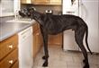 زيوس أطول كلب في العالم