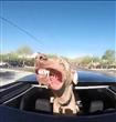 كلب يستمتع بسيارة