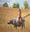 الذهاب-للمدرسة-على-متن-الماشية-فى-ميانمار                                                                                                             