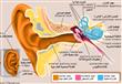 تركيب الأذن