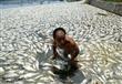 عامل ينظف بحيرة ووهان بمقاطعة هوبى وسط الصين من السمك الميت نتيجة التلوث.                                                                             