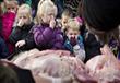 أطفال يحضرون تشريح اسد في حديقة حيوان 