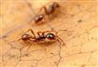 مفاجأة! النمل يستخدم الإنترنت الخاص به