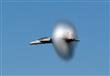 الطائرة F-18 لحظة اختراقها حاجز الصوت (6)                                                                                                                                                               
