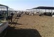 أكبر صفقة بين مصر والسودان لتوريد الماشية