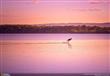 كنغر يمشي على الماء في بحيرة بأستراليا