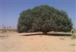 الشجرة التي استظل تحتها النبي في رحلته للشام                                                                                                                                                            