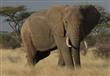 قتل 20 فيلا معرضا للانقراض في أعمال صيد غير قانوني
