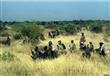 يطارد الجيش النيجيري مسلحي بوكو حرام في ولاية بورن