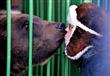 دب يقبل موظفة في حديقة الحيوان في أوسوريسك، حيث نجا من إعصار                                                                                                                                            