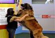 أضخم الكلاب في العالم (5)                                                                                                                                                                               