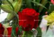 الورود في عيد الحب (10)                                                                                                                                                                                 
