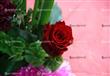 الورود في عيد الحب (14)                                                                                                                                                                                 