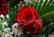 الورود في عيد الحب (5)                                                                                                                                                                                  