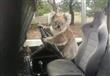 Koala Trying to Steal a Land Rover (2)
