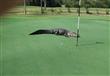 تمساح أمريكي يتجول في ملعب جولف