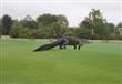 تمساح أمريكي يتجول في ملعب جولف