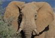 الفيلة الأفريقية تواجه خطر الانقراض