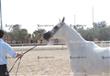 بطولة مصر لجمال الخيول العربية المصرية الاصيلة (1)