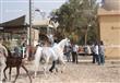 بطولة مصر لجمال الخيول العربية المصرية الاصيلة (2)                                                                                                                                                      