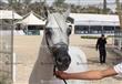 بطولة مصر لجمال الخيول العربية المصرية الاصيلة (3)                                                                                                                                                      