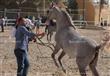 بطولة مصر لجمال الخيول العربية المصرية الاصيلة (4)                                                                                                                                                      