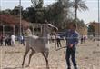 بطولة مصر لجمال الخيول العربية المصرية الاصيلة (5)                                                                                                                                                      