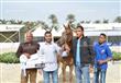 بطولة مصر لجمال الخيول العربية المصرية الاصيلة (26)                                                                                                                                                     