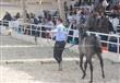 بطولة مصر لجمال الخيول العربية المصرية الاصيلة (36)                                                                                                                                                     