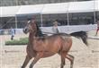 بطولة مصر لجمال الخيول العربية المصرية الاصيلة (42)                                                                                                                                                     