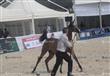 بطولة مصر لجمال الخيول العربية المصرية الاصيلة (43)                                                                                                                                                     