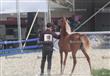 بطولة مصر لجمال الخيول العربية المصرية الاصيلة (44)                                                                                                                                                     