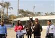 بطولة مصر لجمال الخيول العربية المصرية الاصيلة (9)                                                                                                                                                      