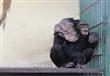 وفاة الشمبانزي موزة