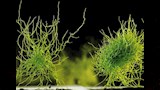 Aspergillus nigers                                