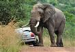 قطيع من الفيلة تهاجم سيارة 