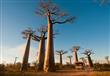 مدغشقر .. جزيرة الليمور الساحرة                                                                                                                                                                         