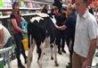 مزارعون بريطانيون يحتجون بالأبقار